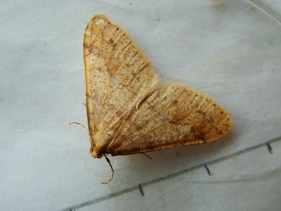 Scarce Umber